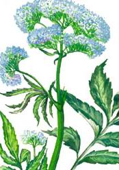 valeriana